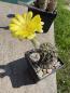 Preview: Echinopsis Hybr. gelb